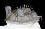 Spiny Tower-Eyed Erbenochile Trilobite - #31096-3